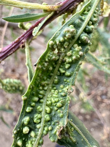 Mule Fat Blister Mite