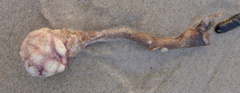 Pyura spinifera