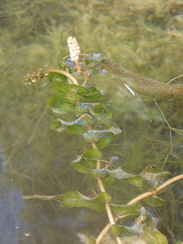 Richardson's pondweed (Potamogeton richardsonii)