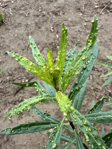 Mule Fat Blister Mite