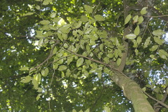 Wimmeria concolor
