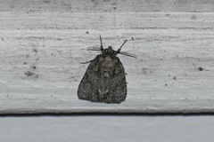 Acronicta modica