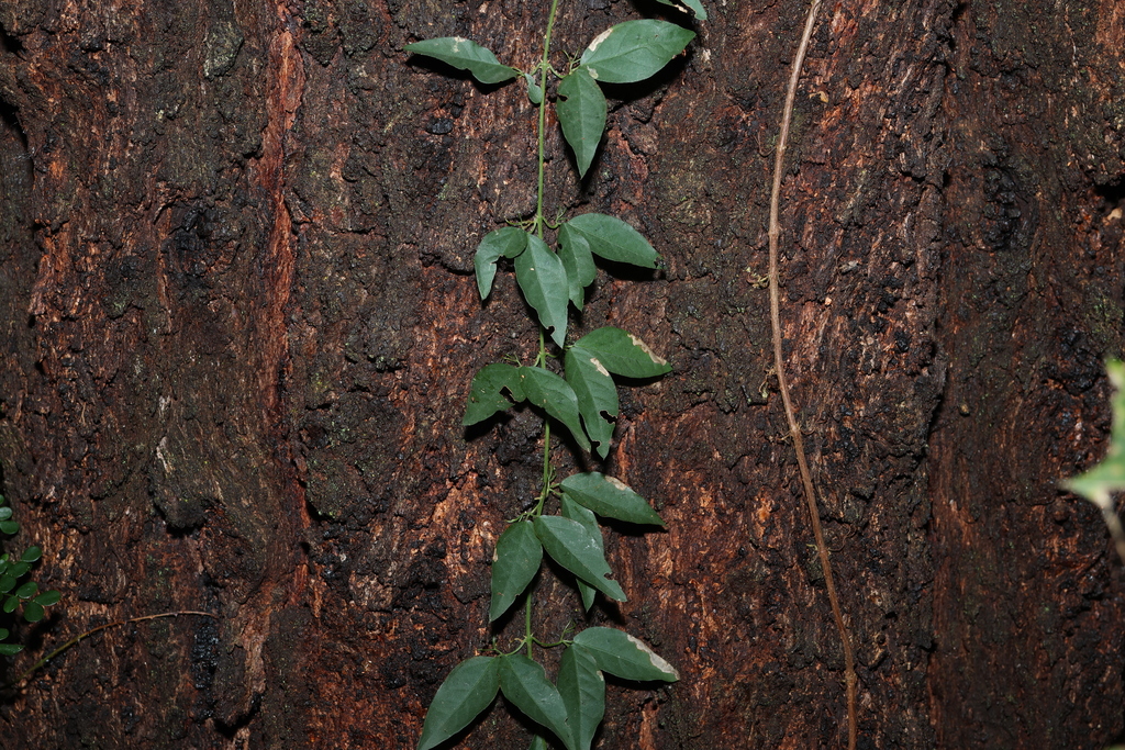 Dolichandra unguis-cati, Queensland, AU