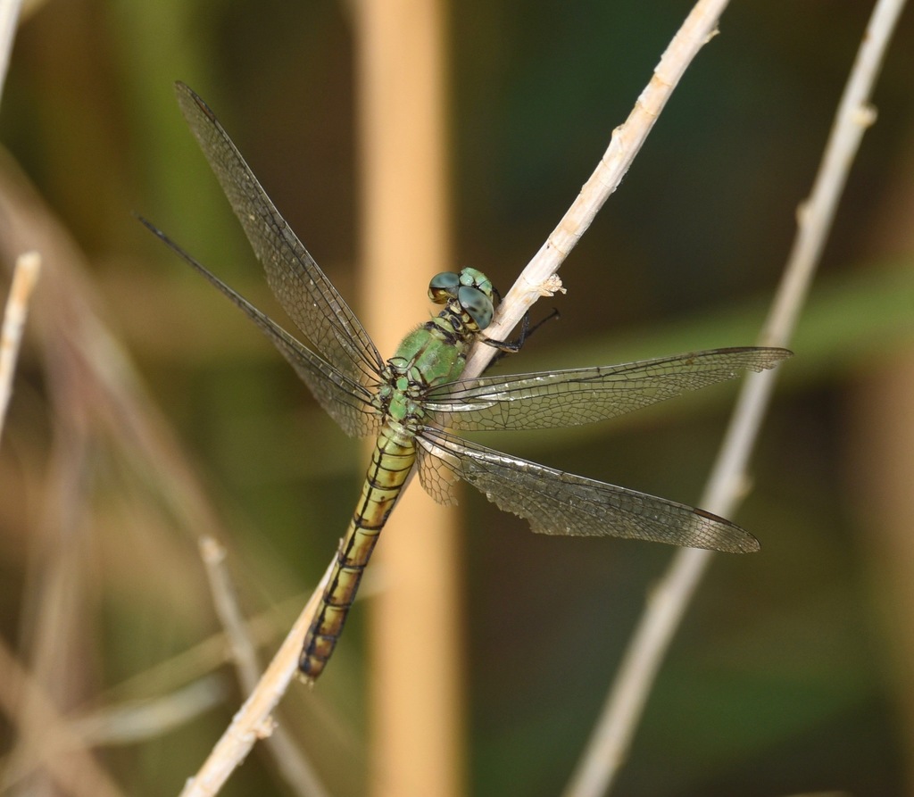 Western Pondhawk from Clark County, NV, USA on July 26, 2019 at 06:33 ...