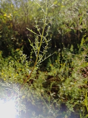 Artemisia gmelinii