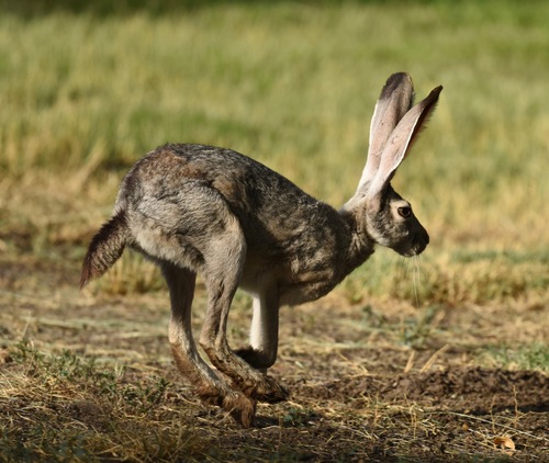 Black-tailed Jackrabbit photographed in Nevada