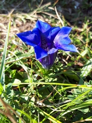 Gentiana clusii rochelii