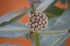 Asclepias welshii