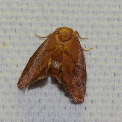 Heterogenea shurtleffi