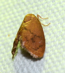 Heterogenea shurtleffi