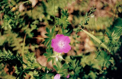Geranium sanguineum