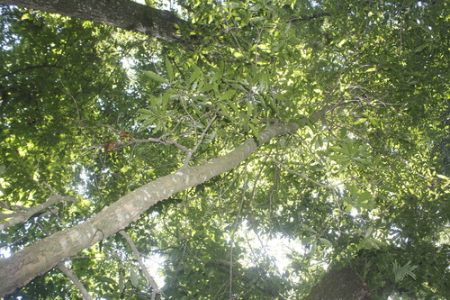 Quercus lancifolia