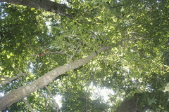 Quercus lancifolia
