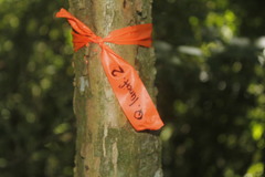 Quercus lancifolia