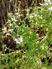 Ziziphora clinopodioides