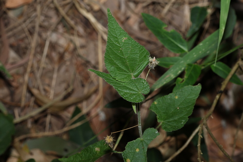 Image of Abutilon oxycarpum by (c) Greg Tasney, some rights reserved (CC BY-SA)