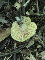 Russula earlei