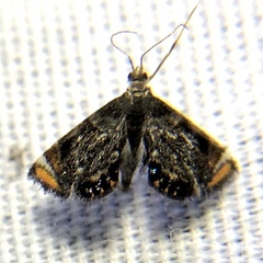 Chrysendeton nigrescens