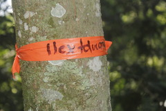 Ilex discolor tolucana