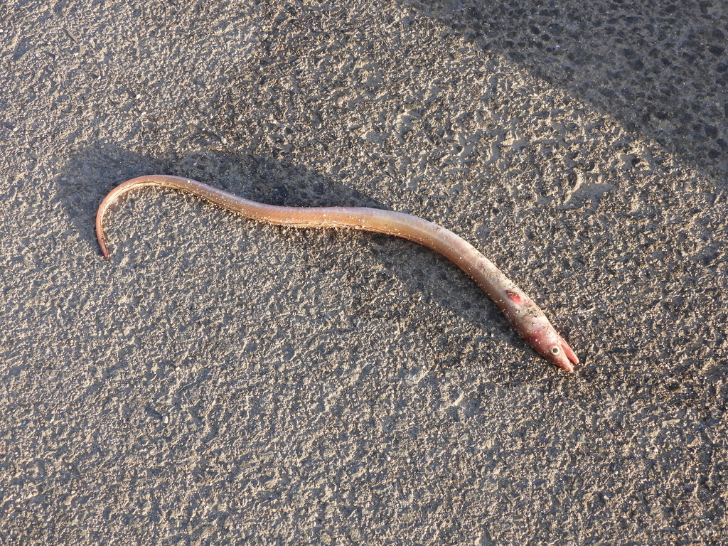Painted eel (Echelus myrus) — Ophichthidae