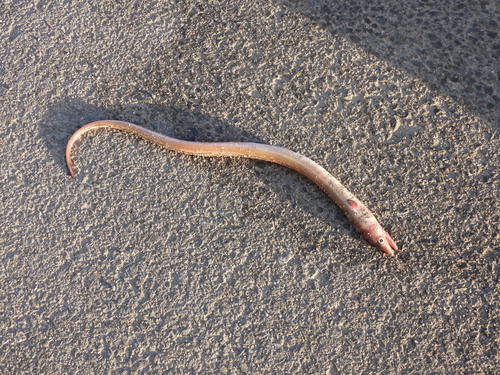 Painted eel (Echelus myrus) — Ophichthidae