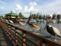 Pelecanus occidentalis