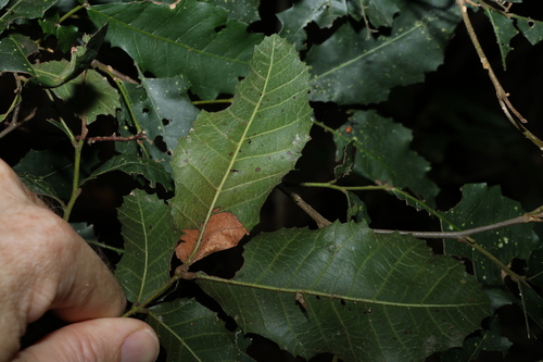 Image of Elattostachys xylocarpa by (c) Greg Tasney, some rights reserved (CC BY-SA)
