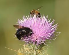 Xylocopa tabaniformis androleuca