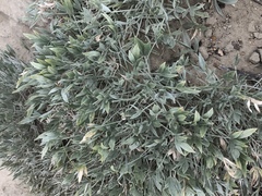 Astragalus gilviflorus