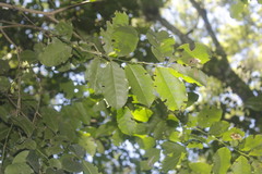 Ilex discolor tolucana