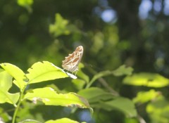 Oxeoschistus tauropolis tauropolis