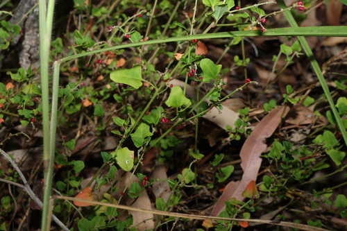 Image of Chenopodium robertianum by (c) Greg Tasney, some rights reserved (CC BY-SA)