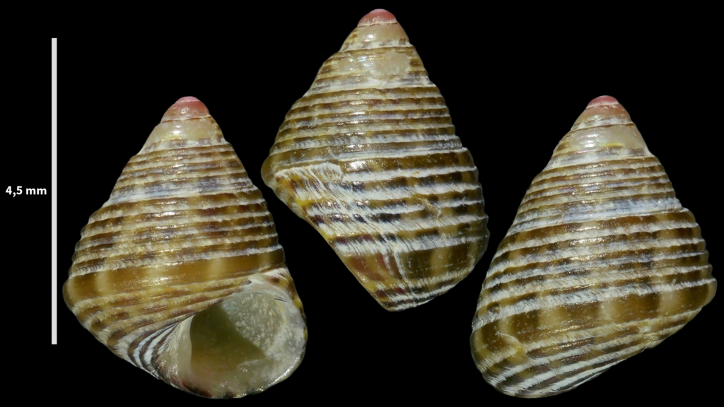 Jujubinus ruscurianus