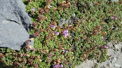 Penstemon davidsonii davidsonii