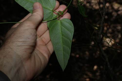 Image of Leichhardtia coronata by (c) Greg Tasney, some rights reserved (CC BY-SA)