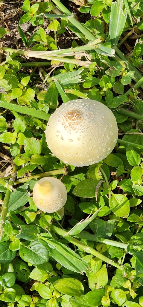 Chlorophyllum hortense · February 2025 · photo: © bethlea_bell (iNaturalist, cc0)