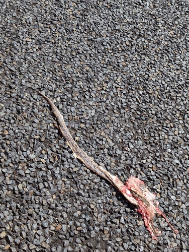 Spotted Python sighting