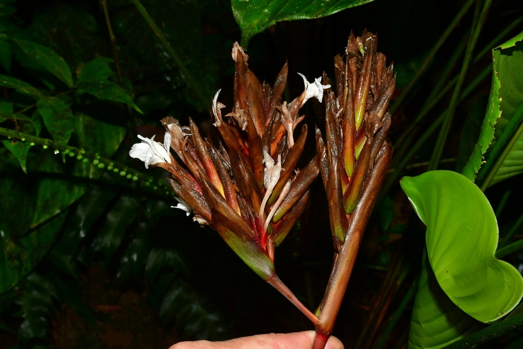 Calathea utilis