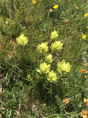 Castilleja occidentalis