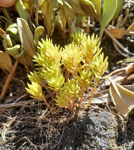 Image of Lemon Sedum by no rights reserved