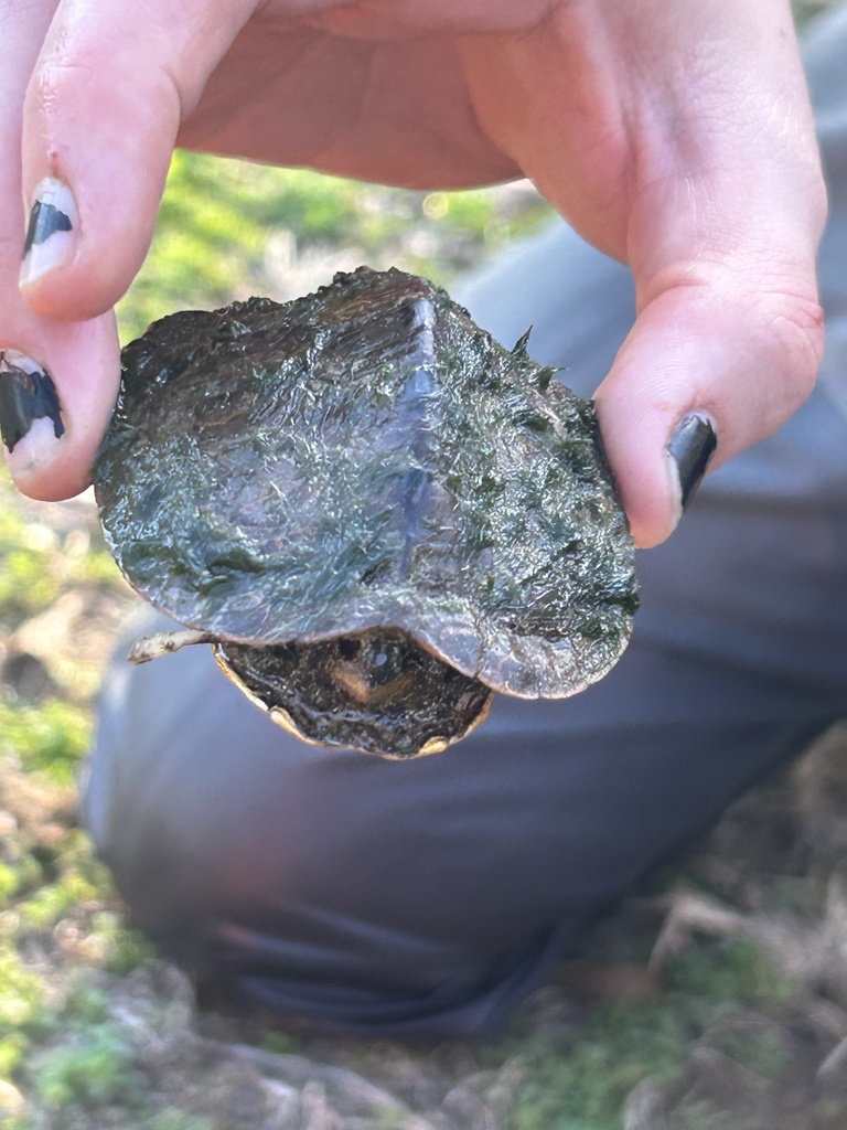 Northern Map Turtle in February 2025 by Jacob Hann. Buck Creek ...