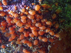 Metandrocarpa taylori