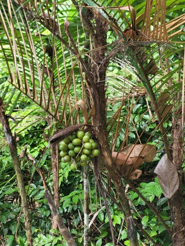Foto de Pupunha-brava