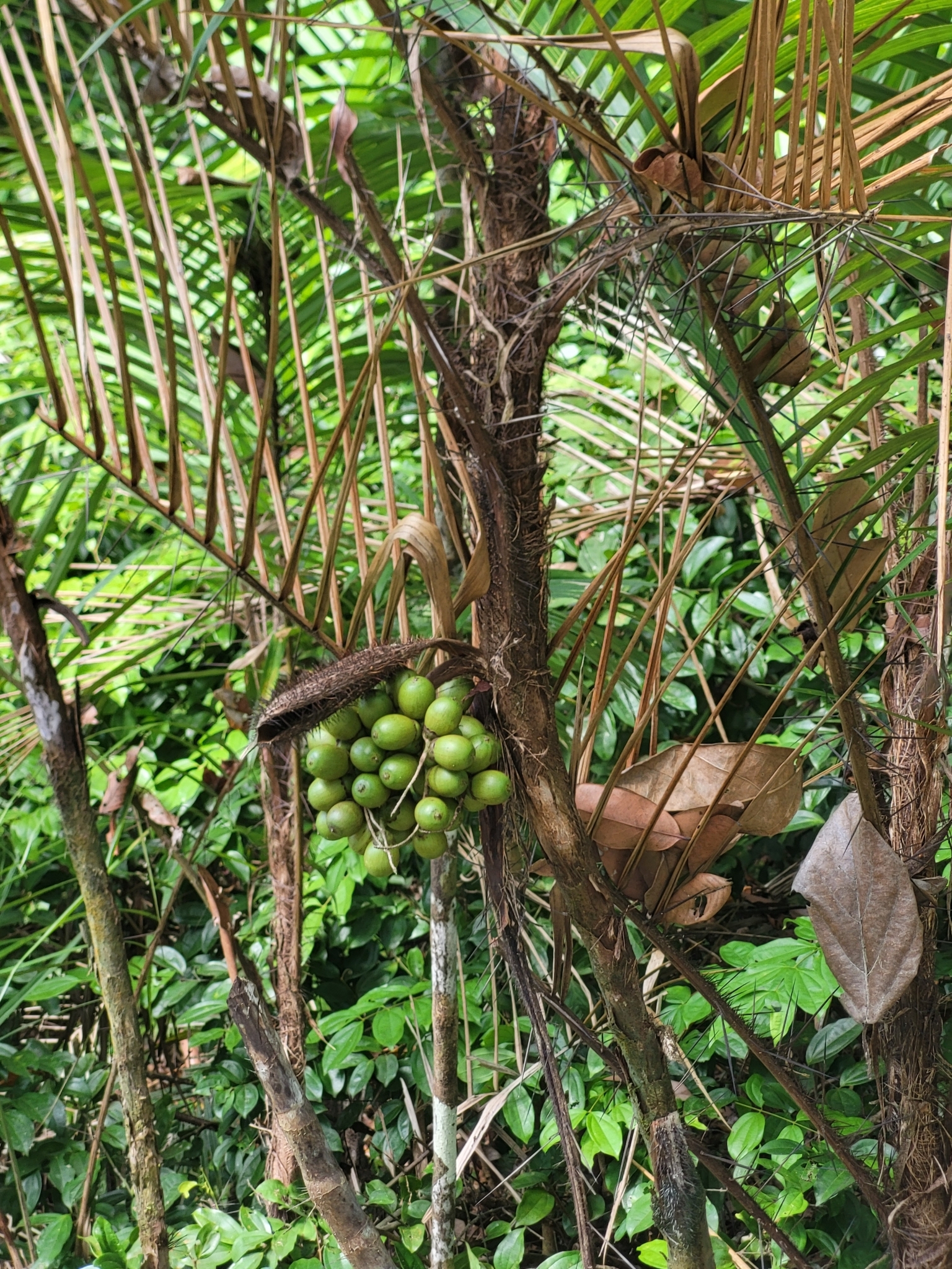 Imagem de Pupunha-brava