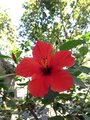 Hibiscus rosa-sinensis
