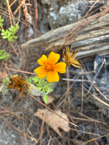 Tagetes lunulata
