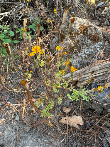Tagetes lunulata