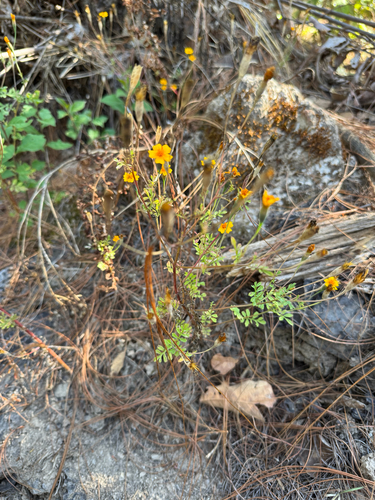 Tagetes lunulata