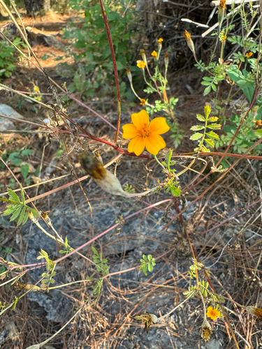 Tagetes lunulata
