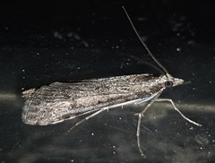 Nomophila corticalis